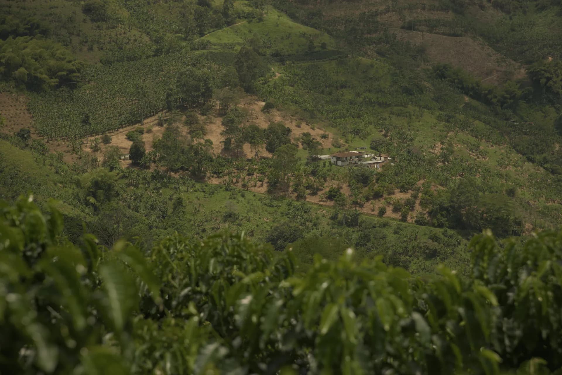 Coffee farm